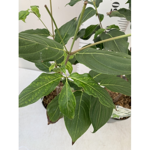 82 - TWO MIXED CORNUS KOUSA ONE WHITE 'CHINA GIRL' AND ONE WHITE 'MILKY WAY'. DECIDUOUS SHRUBS WITH OVATE... 