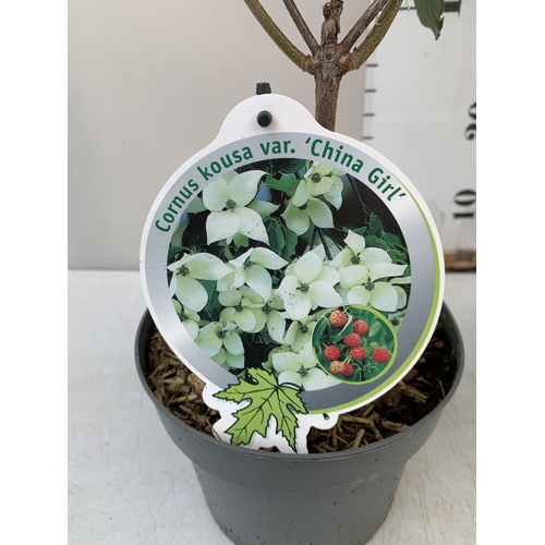 82 - TWO MIXED CORNUS KOUSA ONE WHITE 'CHINA GIRL' AND ONE WHITE 'MILKY WAY'. DECIDUOUS SHRUBS WITH OVATE... 