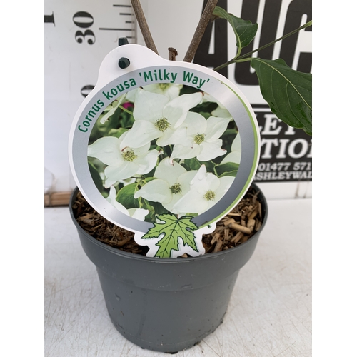82 - TWO MIXED CORNUS KOUSA ONE WHITE 'CHINA GIRL' AND ONE WHITE 'MILKY WAY'. DECIDUOUS SHRUBS WITH OVATE... 
