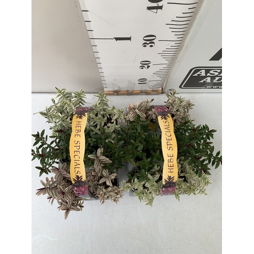 85 - TWELVE SPECIAL MIXED VARIETIES OF HEBES IN TWO CARRY PACKS. BETWEEN 10-20CM TALL. TO BE SOLD FOR THE... 