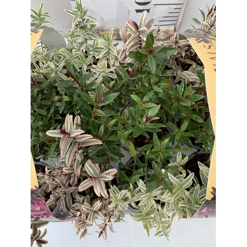 85 - TWELVE SPECIAL MIXED VARIETIES OF HEBES IN TWO CARRY PACKS. BETWEEN 10-20CM TALL. TO BE SOLD FOR THE... 