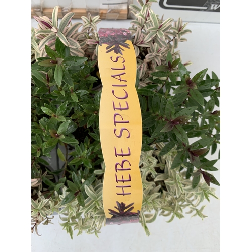 85 - TWELVE SPECIAL MIXED VARIETIES OF HEBES IN TWO CARRY PACKS. BETWEEN 10-20CM TALL. TO BE SOLD FOR THE... 