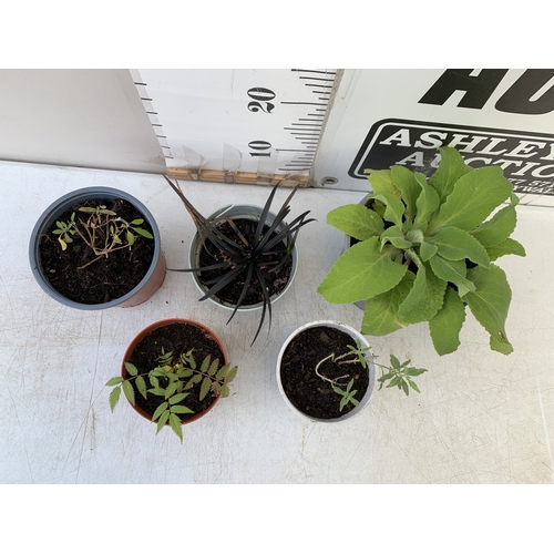 86 - MIXED LOT OF 5 PLANTS - ONE FOXGLOVE, ONE CARYOPTERIS CLANDONENSIS BLUE BEARD  'HEAVENLY BLUE', ONE ... 