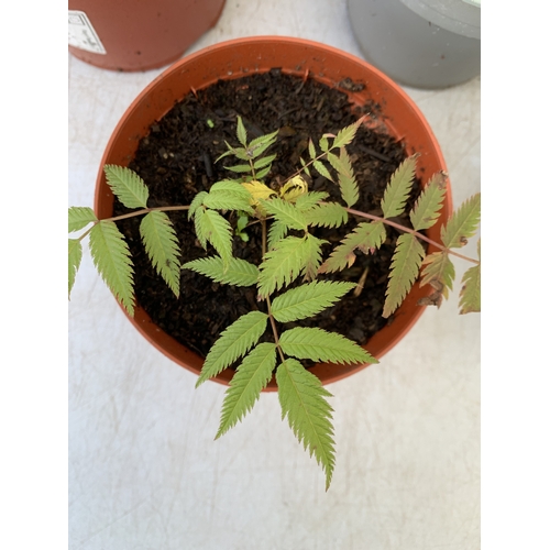 86 - MIXED LOT OF 5 PLANTS - ONE FOXGLOVE, ONE CARYOPTERIS CLANDONENSIS BLUE BEARD  'HEAVENLY BLUE', ONE ... 