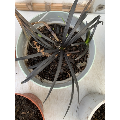 86 - MIXED LOT OF 5 PLANTS - ONE FOXGLOVE, ONE CARYOPTERIS CLANDONENSIS BLUE BEARD  'HEAVENLY BLUE', ONE ... 