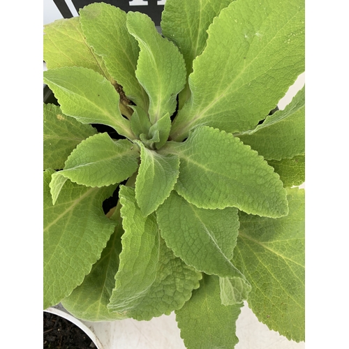 86 - MIXED LOT OF 5 PLANTS - ONE FOXGLOVE, ONE CARYOPTERIS CLANDONENSIS BLUE BEARD  'HEAVENLY BLUE', ONE ... 