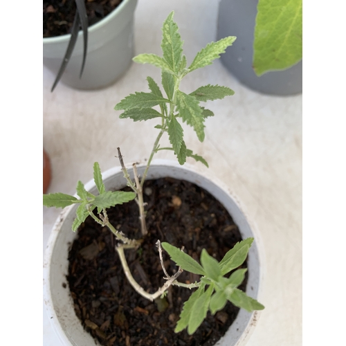 86 - MIXED LOT OF 5 PLANTS - ONE FOXGLOVE, ONE CARYOPTERIS CLANDONENSIS BLUE BEARD  'HEAVENLY BLUE', ONE ... 