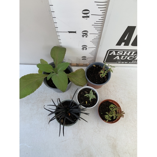 87 - MIXED LOT OF 5 PLANTS - ONE FOXGLOVE, ONE CARYOPTERIS CLANDONENSIS BLUE BEARD  'HEAVENLY BLUE', ONE ... 
