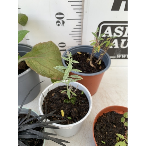 87 - MIXED LOT OF 5 PLANTS - ONE FOXGLOVE, ONE CARYOPTERIS CLANDONENSIS BLUE BEARD  'HEAVENLY BLUE', ONE ... 