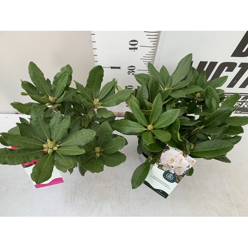 91 - TWO RHODODENDRONS HYBRID ONE DARK PINK 'NOVA ZEMBLA' AND ONE WHITE 'CUNNINGHAM'S WHITE' IN 2 LTR POT... 
