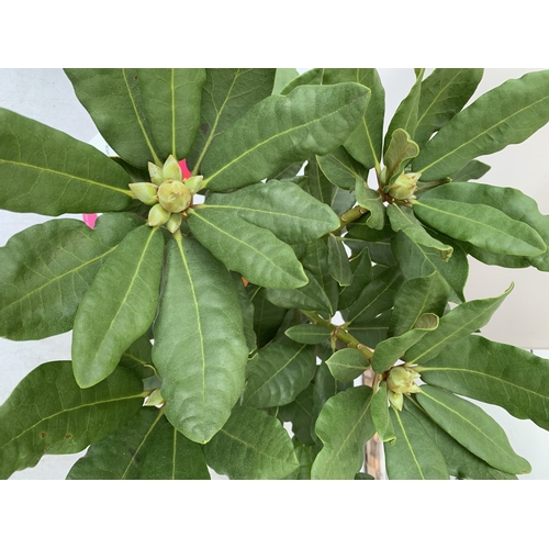 91 - TWO RHODODENDRONS HYBRID ONE DARK PINK 'NOVA ZEMBLA' AND ONE WHITE 'CUNNINGHAM'S WHITE' IN 2 LTR POT... 