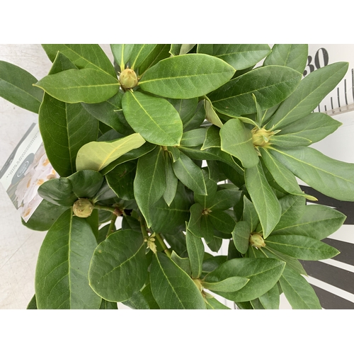 91 - TWO RHODODENDRONS HYBRID ONE DARK PINK 'NOVA ZEMBLA' AND ONE WHITE 'CUNNINGHAM'S WHITE' IN 2 LTR POT... 