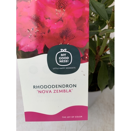 91 - TWO RHODODENDRONS HYBRID ONE DARK PINK 'NOVA ZEMBLA' AND ONE WHITE 'CUNNINGHAM'S WHITE' IN 2 LTR POT... 