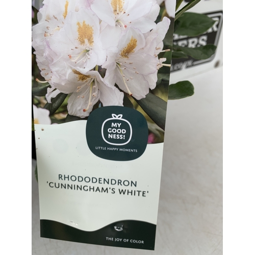 91 - TWO RHODODENDRONS HYBRID ONE DARK PINK 'NOVA ZEMBLA' AND ONE WHITE 'CUNNINGHAM'S WHITE' IN 2 LTR POT... 