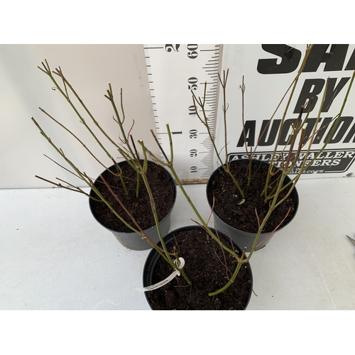 73 - THREE LARGE CORNUS ELEGANTISSIMA IN 10 LTR POTS. APPROX 80-90CM TALL, TO BE SOLD FOR THE THREE