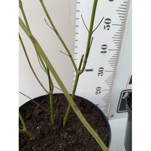 73 - THREE LARGE CORNUS ELEGANTISSIMA IN 10 LTR POTS. APPROX 80-90CM TALL, TO BE SOLD FOR THE THREE
