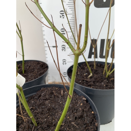 73 - THREE LARGE CORNUS ELEGANTISSIMA IN 10 LTR POTS. APPROX 80-90CM TALL, TO BE SOLD FOR THE THREE