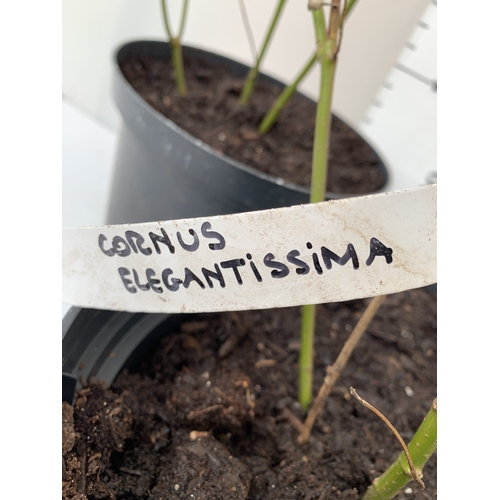 73 - THREE LARGE CORNUS ELEGANTISSIMA IN 10 LTR POTS. APPROX 80-90CM TALL, TO BE SOLD FOR THE THREE