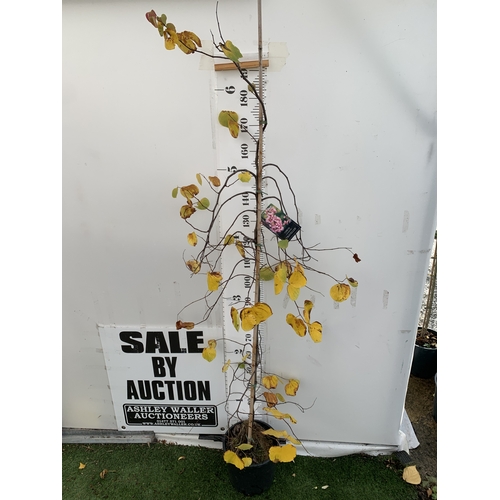 61 - ONE CERCIS CANADENSIS 'TRAVELLER', A WEEPING EASTERN REDBUD THAT PRODUCES A YEAR ROUND DISPLAY. IN E... 