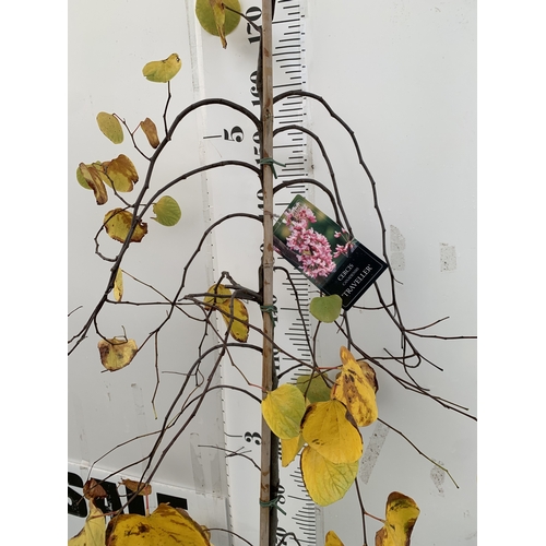 61 - ONE CERCIS CANADENSIS 'TRAVELLER', A WEEPING EASTERN REDBUD THAT PRODUCES A YEAR ROUND DISPLAY. IN E... 