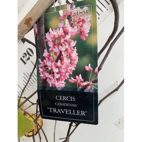 61 - ONE CERCIS CANADENSIS 'TRAVELLER', A WEEPING EASTERN REDBUD THAT PRODUCES A YEAR ROUND DISPLAY. IN E... 