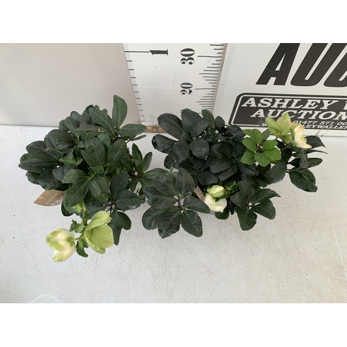 70 - TWO PREMIUM  WHITE HELLEBORES NIGER 'CHRISTMAS CAROL' IN 2 LTR POTS. APPROX 30CM TALL, IN FLOWER. TO... 