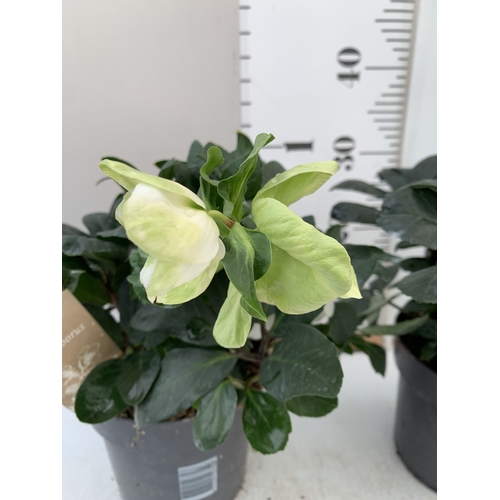 70 - TWO PREMIUM  WHITE HELLEBORES NIGER 'CHRISTMAS CAROL' IN 2 LTR POTS. APPROX 30CM TALL, IN FLOWER. TO... 