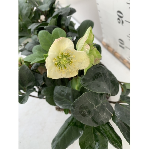 70 - TWO PREMIUM  WHITE HELLEBORES NIGER 'CHRISTMAS CAROL' IN 2 LTR POTS. APPROX 30CM TALL, IN FLOWER. TO... 