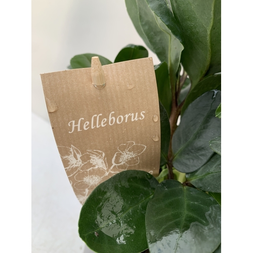 70 - TWO PREMIUM  WHITE HELLEBORES NIGER 'CHRISTMAS CAROL' IN 2 LTR POTS. APPROX 30CM TALL, IN FLOWER. TO... 