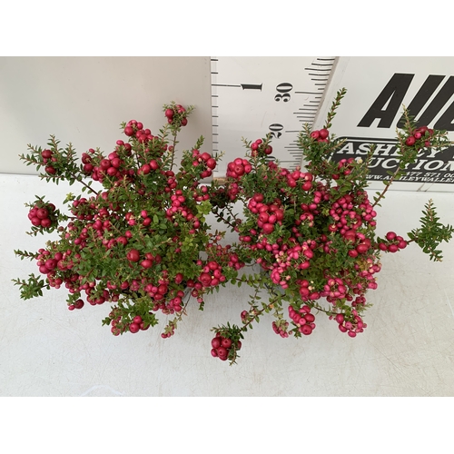 75 - TWO PINK PERNETTYA GAULTHERIA MUCRONATA IN 2 LTR POTS. FULL OF BERRIES, APPROX 30CM TALL. TO BE SOLD... 