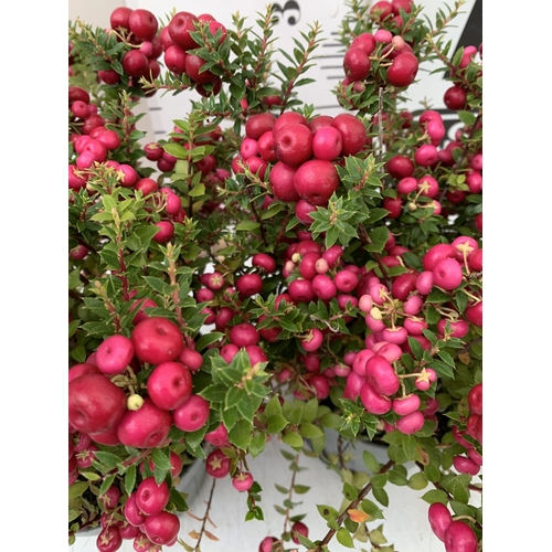 75 - TWO PINK PERNETTYA GAULTHERIA MUCRONATA IN 2 LTR POTS. FULL OF BERRIES, APPROX 30CM TALL. TO BE SOLD... 