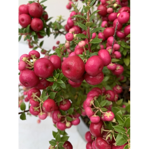 75 - TWO PINK PERNETTYA GAULTHERIA MUCRONATA IN 2 LTR POTS. FULL OF BERRIES, APPROX 30CM TALL. TO BE SOLD... 