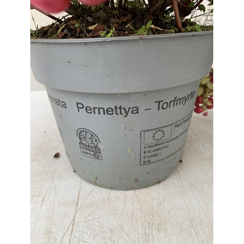 75 - TWO PINK PERNETTYA GAULTHERIA MUCRONATA IN 2 LTR POTS. FULL OF BERRIES, APPROX 30CM TALL. TO BE SOLD... 