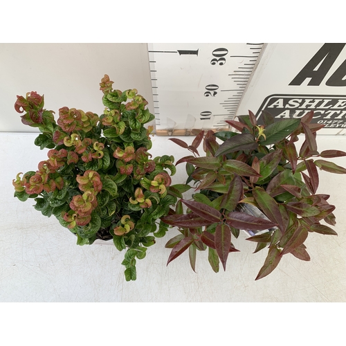 95 - TWO MIXED LEUCOTHOE -ONE AXILLARIS 'CURLY RED' AND ONE 'CARINELLA' IN 2 LTR POTS. APPROX 30-40CM TAL... 