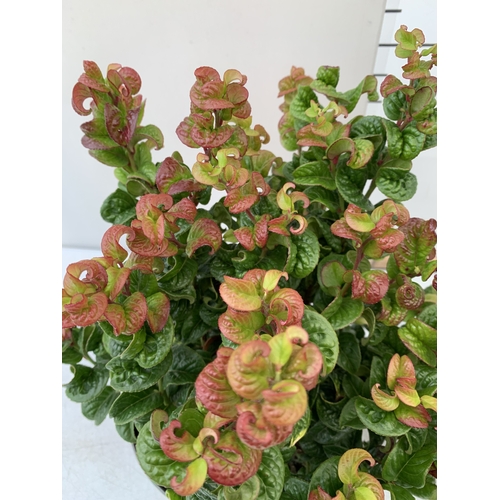 95 - TWO MIXED LEUCOTHOE -ONE AXILLARIS 'CURLY RED' AND ONE 'CARINELLA' IN 2 LTR POTS. APPROX 30-40CM TAL... 