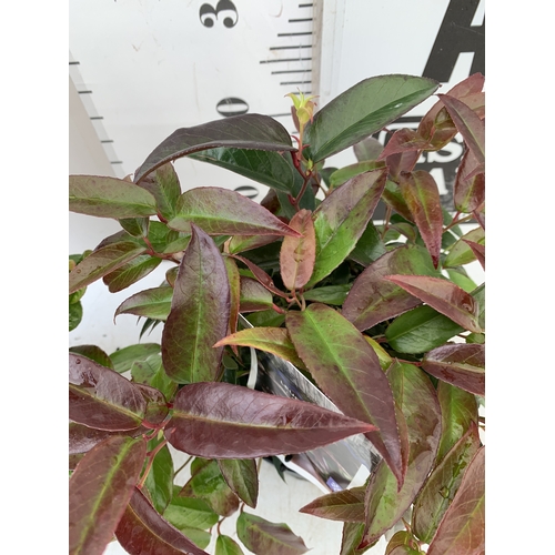 95 - TWO MIXED LEUCOTHOE -ONE AXILLARIS 'CURLY RED' AND ONE 'CARINELLA' IN 2 LTR POTS. APPROX 30-40CM TAL... 