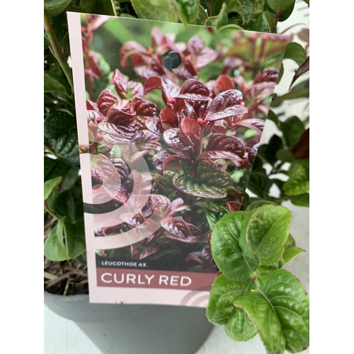 95 - TWO MIXED LEUCOTHOE -ONE AXILLARIS 'CURLY RED' AND ONE 'CARINELLA' IN 2 LTR POTS. APPROX 30-40CM TAL... 