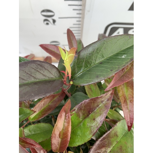 95 - TWO MIXED LEUCOTHOE -ONE AXILLARIS 'CURLY RED' AND ONE 'CARINELLA' IN 2 LTR POTS. APPROX 30-40CM TAL... 
