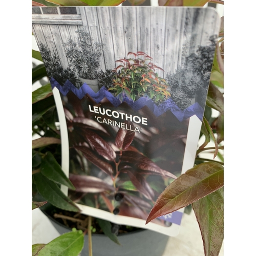 95 - TWO MIXED LEUCOTHOE -ONE AXILLARIS 'CURLY RED' AND ONE 'CARINELLA' IN 2 LTR POTS. APPROX 30-40CM TAL... 