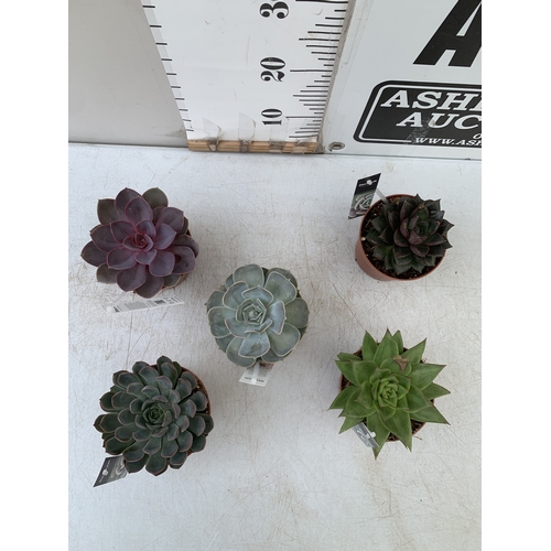 94 - FIVE VARIETIES OF ECHEVERIA SUCCULENTS IN 0.75 LTR POTS. BETWEEN 10-20CM TALL, TO BE SOLD FOR THE FI... 