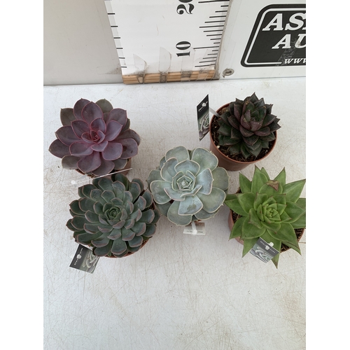 94 - FIVE VARIETIES OF ECHEVERIA SUCCULENTS IN 0.75 LTR POTS. BETWEEN 10-20CM TALL, TO BE SOLD FOR THE FI... 