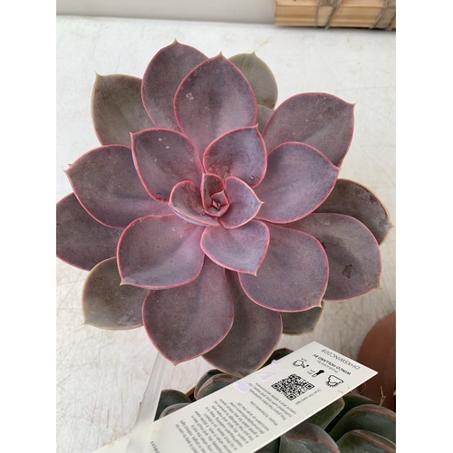 94 - FIVE VARIETIES OF ECHEVERIA SUCCULENTS IN 0.75 LTR POTS. BETWEEN 10-20CM TALL, TO BE SOLD FOR THE FI... 