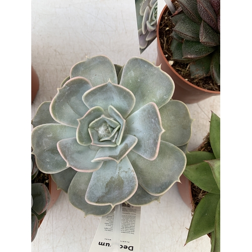 94 - FIVE VARIETIES OF ECHEVERIA SUCCULENTS IN 0.75 LTR POTS. BETWEEN 10-20CM TALL, TO BE SOLD FOR THE FI... 