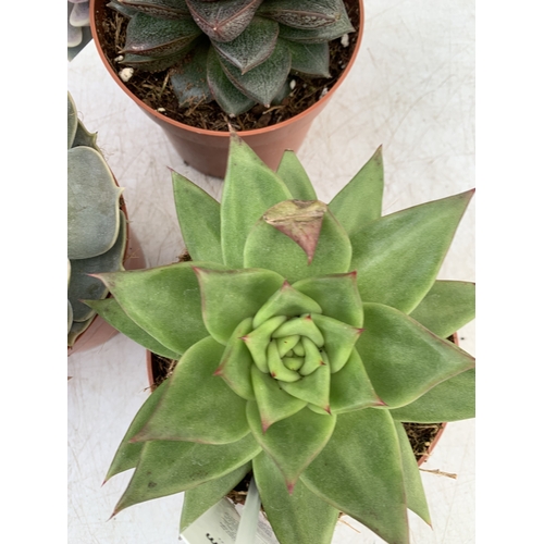 94 - FIVE VARIETIES OF ECHEVERIA SUCCULENTS IN 0.75 LTR POTS. BETWEEN 10-20CM TALL, TO BE SOLD FOR THE FI... 