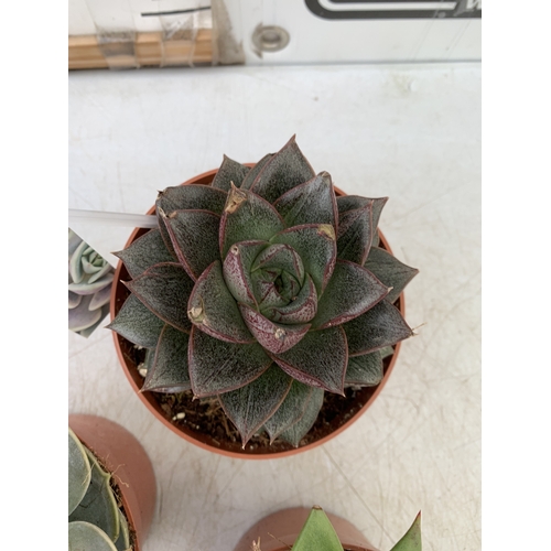 94 - FIVE VARIETIES OF ECHEVERIA SUCCULENTS IN 0.75 LTR POTS. BETWEEN 10-20CM TALL, TO BE SOLD FOR THE FI... 
