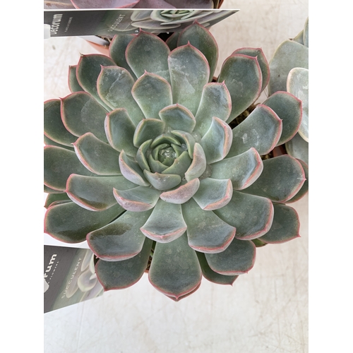94 - FIVE VARIETIES OF ECHEVERIA SUCCULENTS IN 0.75 LTR POTS. BETWEEN 10-20CM TALL, TO BE SOLD FOR THE FI... 