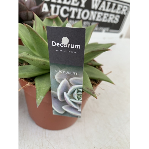 94 - FIVE VARIETIES OF ECHEVERIA SUCCULENTS IN 0.75 LTR POTS. BETWEEN 10-20CM TALL, TO BE SOLD FOR THE FI... 