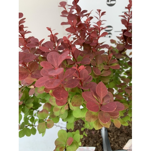 101 - TWO BERBERIS THUNBERGII 'ORANGE ROCKET' IN 2 LTR POTS. GREAT AUTUMN COLOUR. APPROX 60-70CM TALL, TO ... 