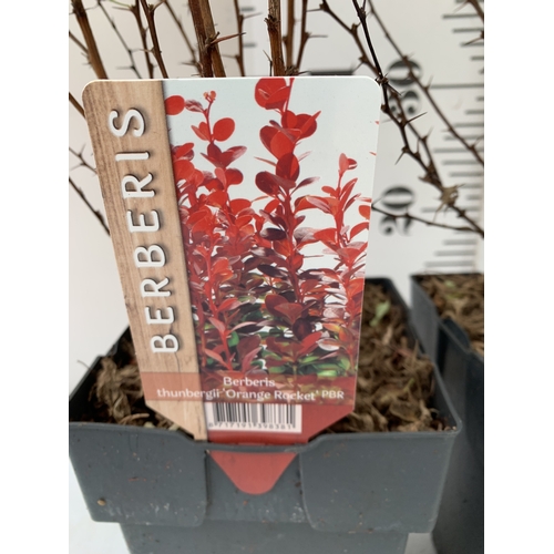 101 - TWO BERBERIS THUNBERGII 'ORANGE ROCKET' IN 2 LTR POTS. GREAT AUTUMN COLOUR. APPROX 60-70CM TALL, TO ... 