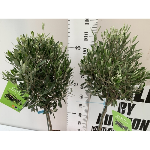100 - TWO OLIVE OLEA STANDARD TREES IN 3.5 LT POTS. APPROX 110CM TALL, TO BE SOLD FOR THE TWO. NO VAT